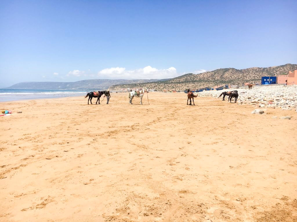 Paradise plague in Morocco