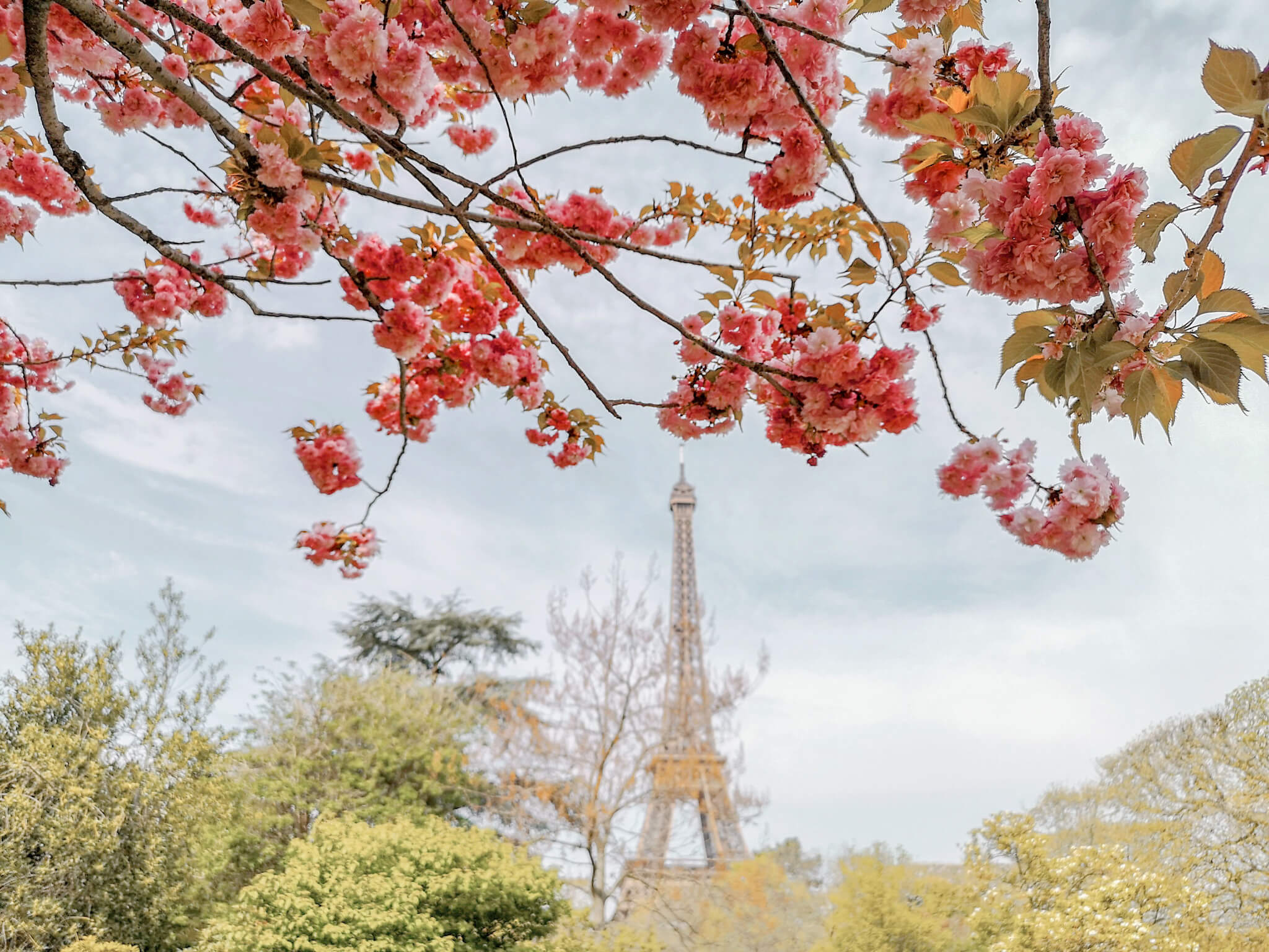 Cherry Blossom Paris