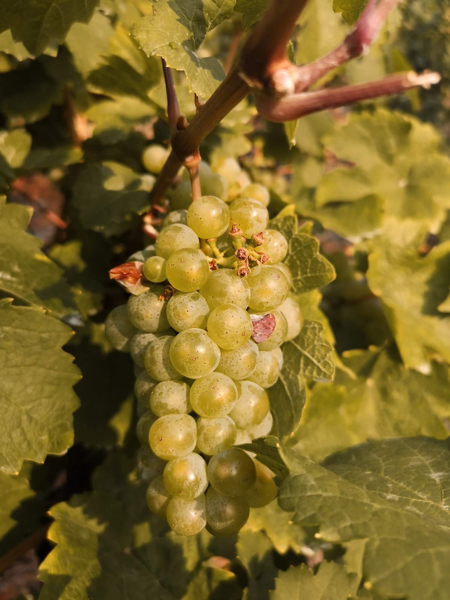 Urlaub an der Mosel in Cochem und Beilstein | Petit Chapeau