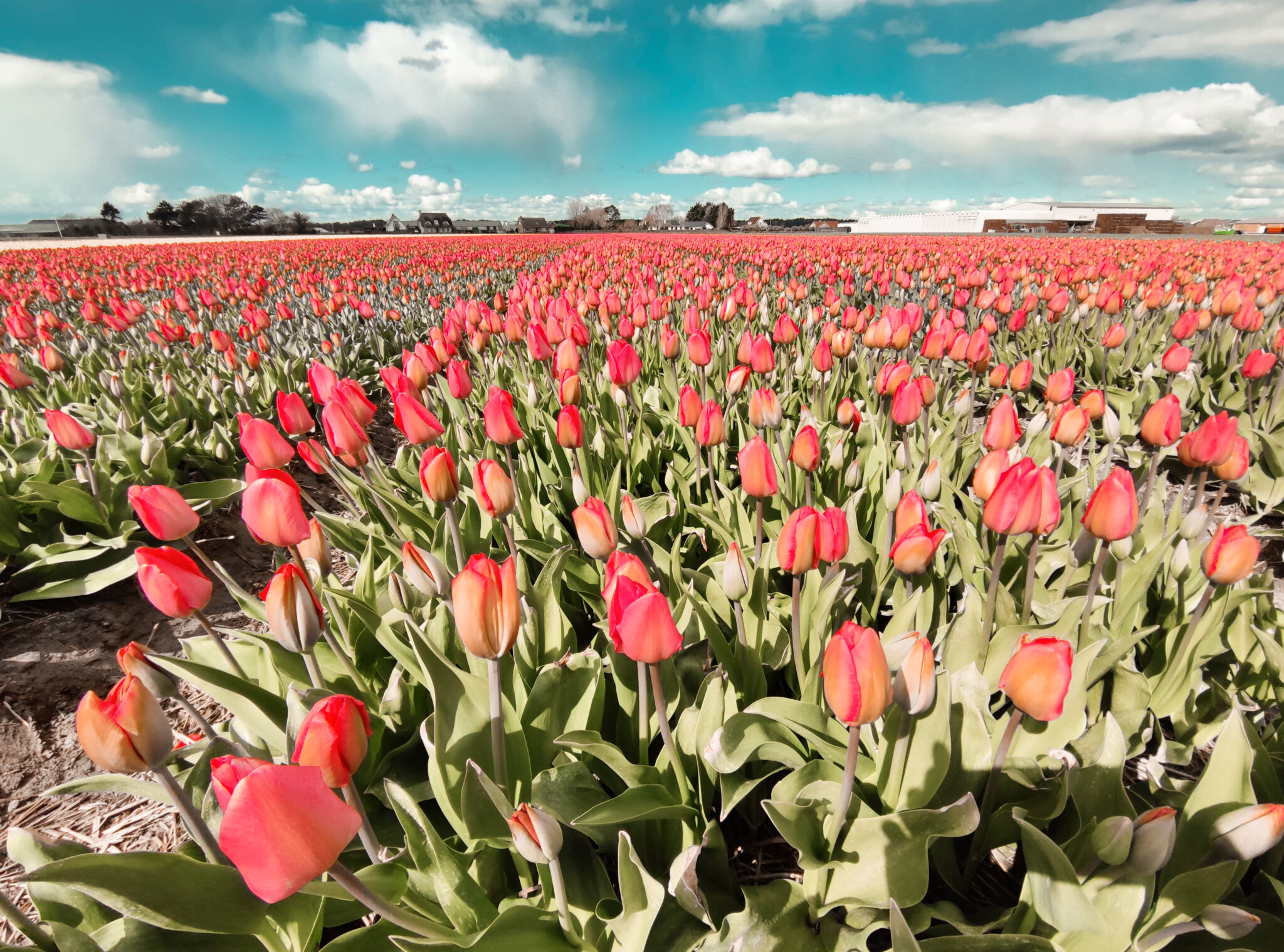 Flitterwochen Rundreise zur Tulpenblüte in Holland | Petit Chapeau