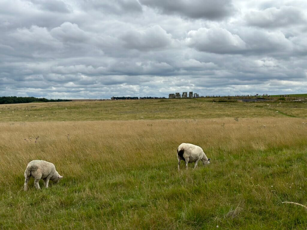 Stonehenge kostenlose Wanderung mit Schafen