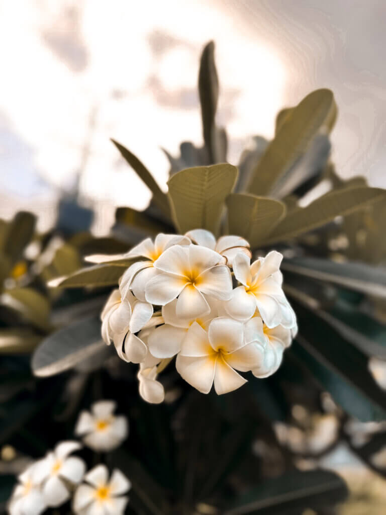 Flowers nature on Magnetic Island