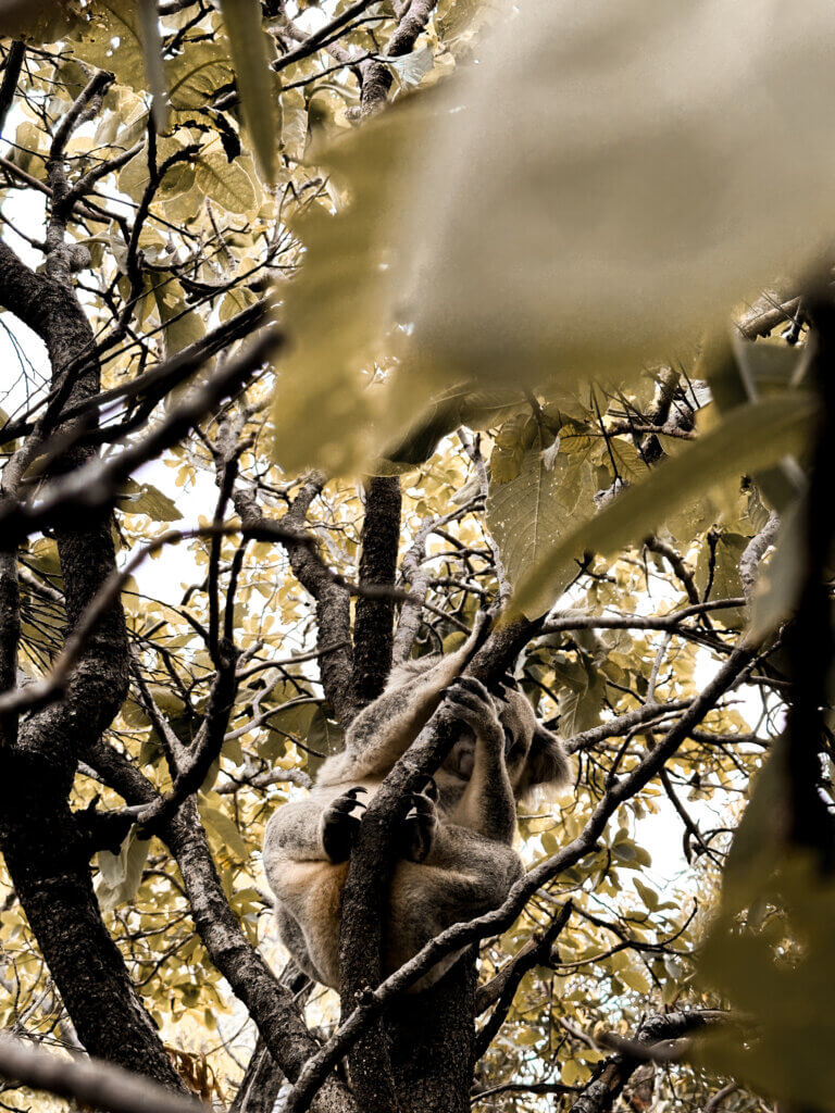 Koala Australien Magnetic Island