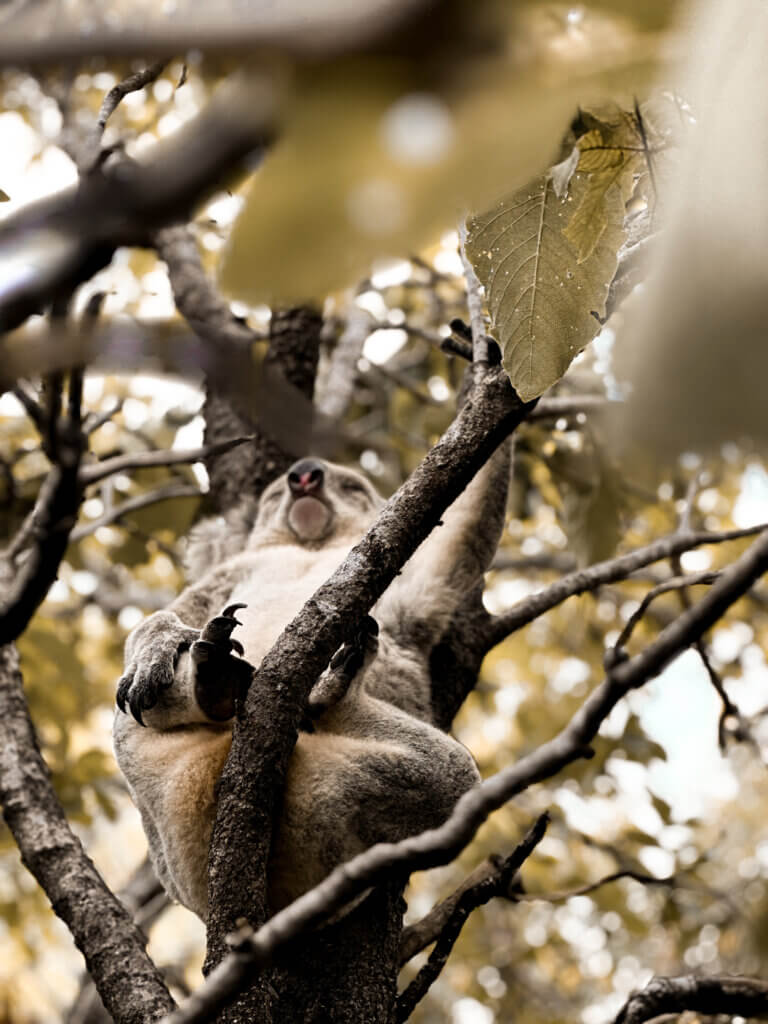 Koala Australien Magnetic Island