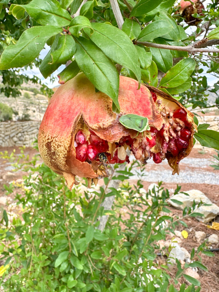 Señoríos del Relleu: Olivenöl