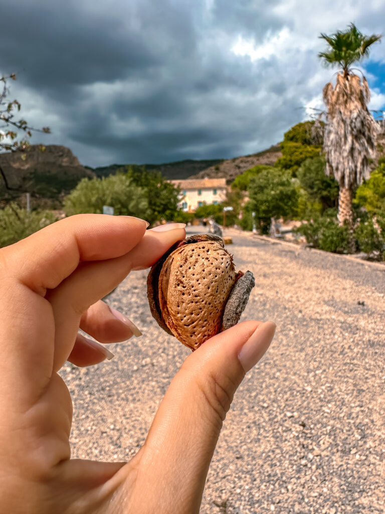 Señoríos del Relleu: Olivenöl